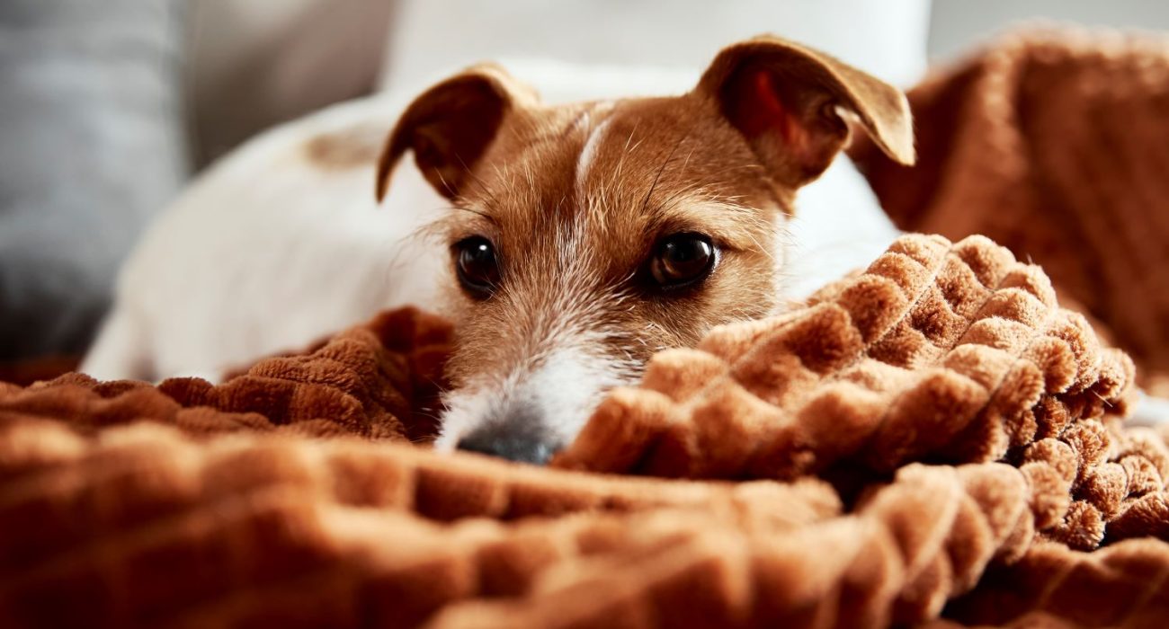 dog-lazing-on-couch-2023-11-27-05-31-06-utc.jpg