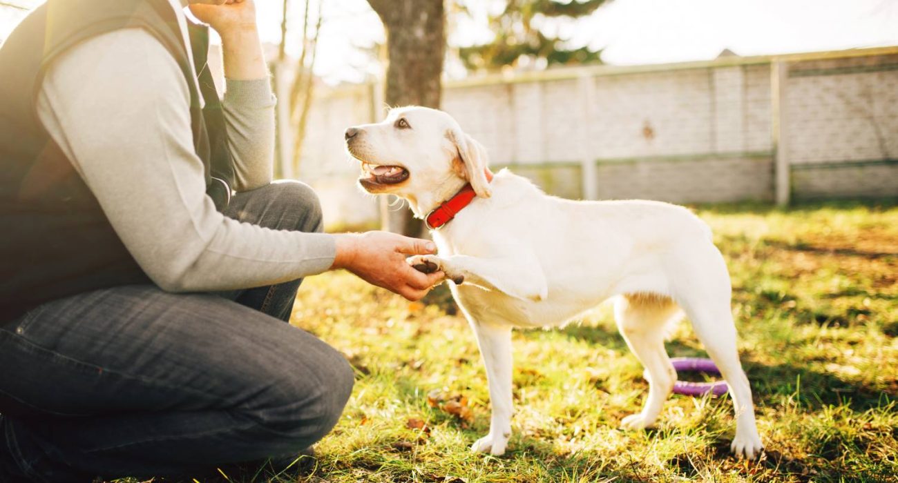 male-cynologist-with-trained-working-dog-2023-11-27-05-30-53-utc.jpg